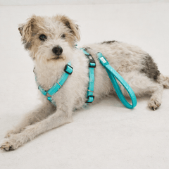 Handle Leash - Matrix 2.0 Turquoise