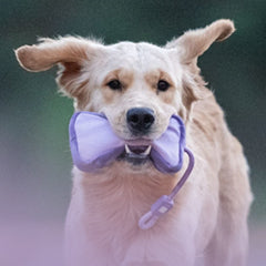 Max & Molly Urban Pets