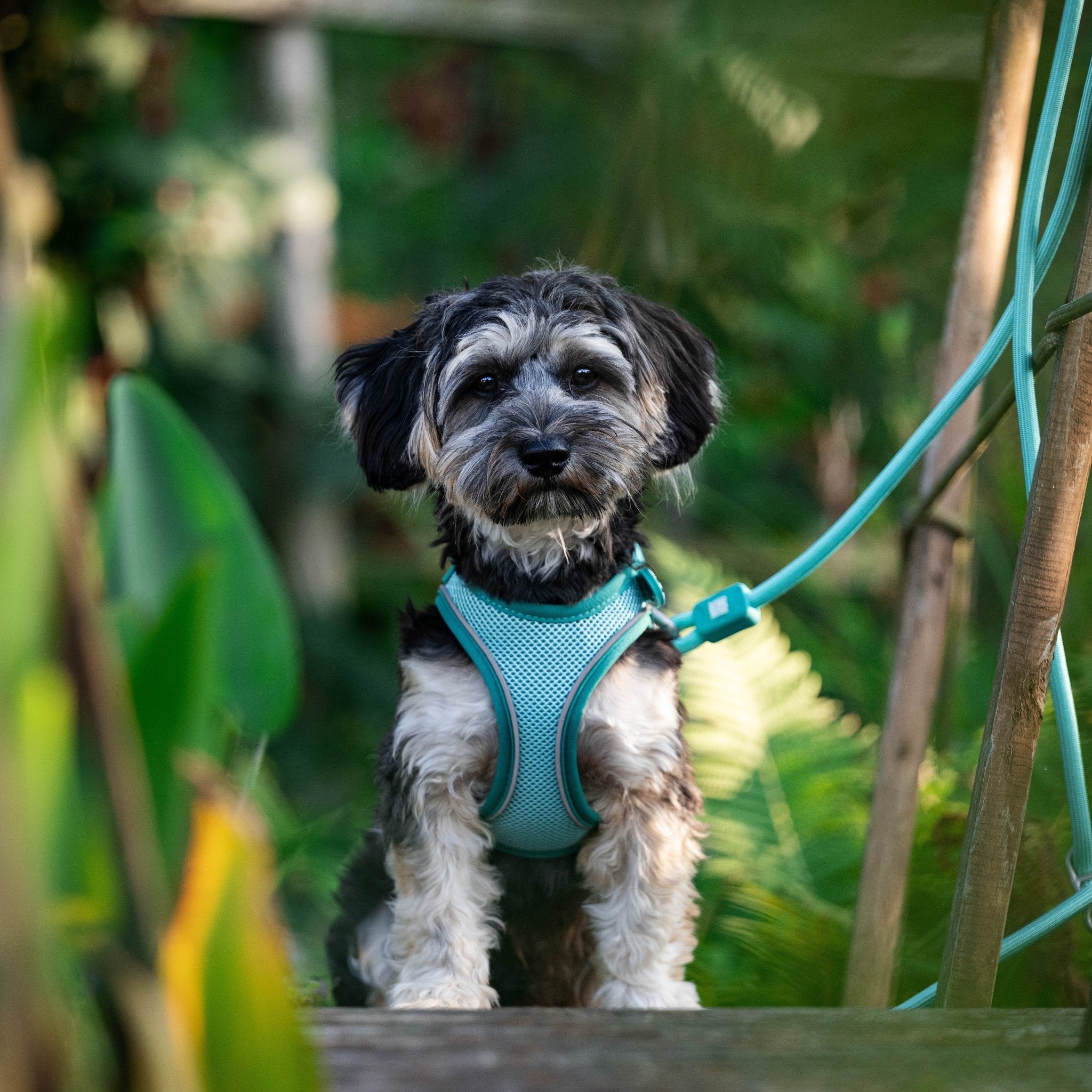 Air Vest Hunde Geschirr - Matrix 2.0 Turquoise