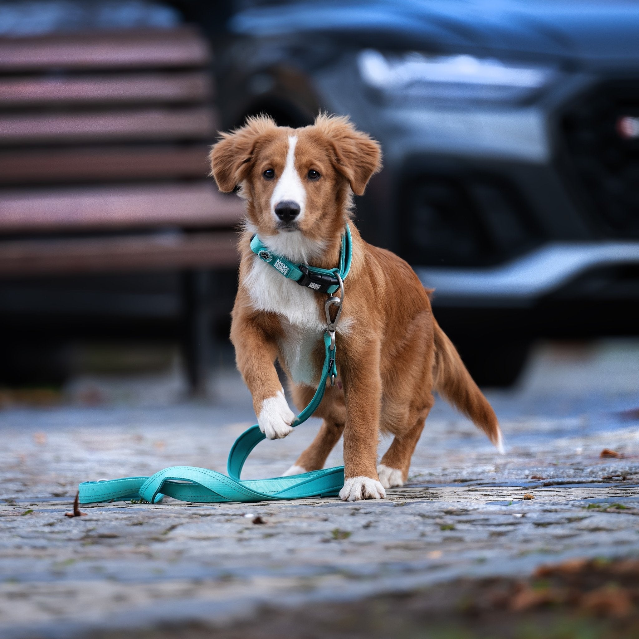 GOTCHA! Smart ID Collar - Matrix 2.0 Turquoise