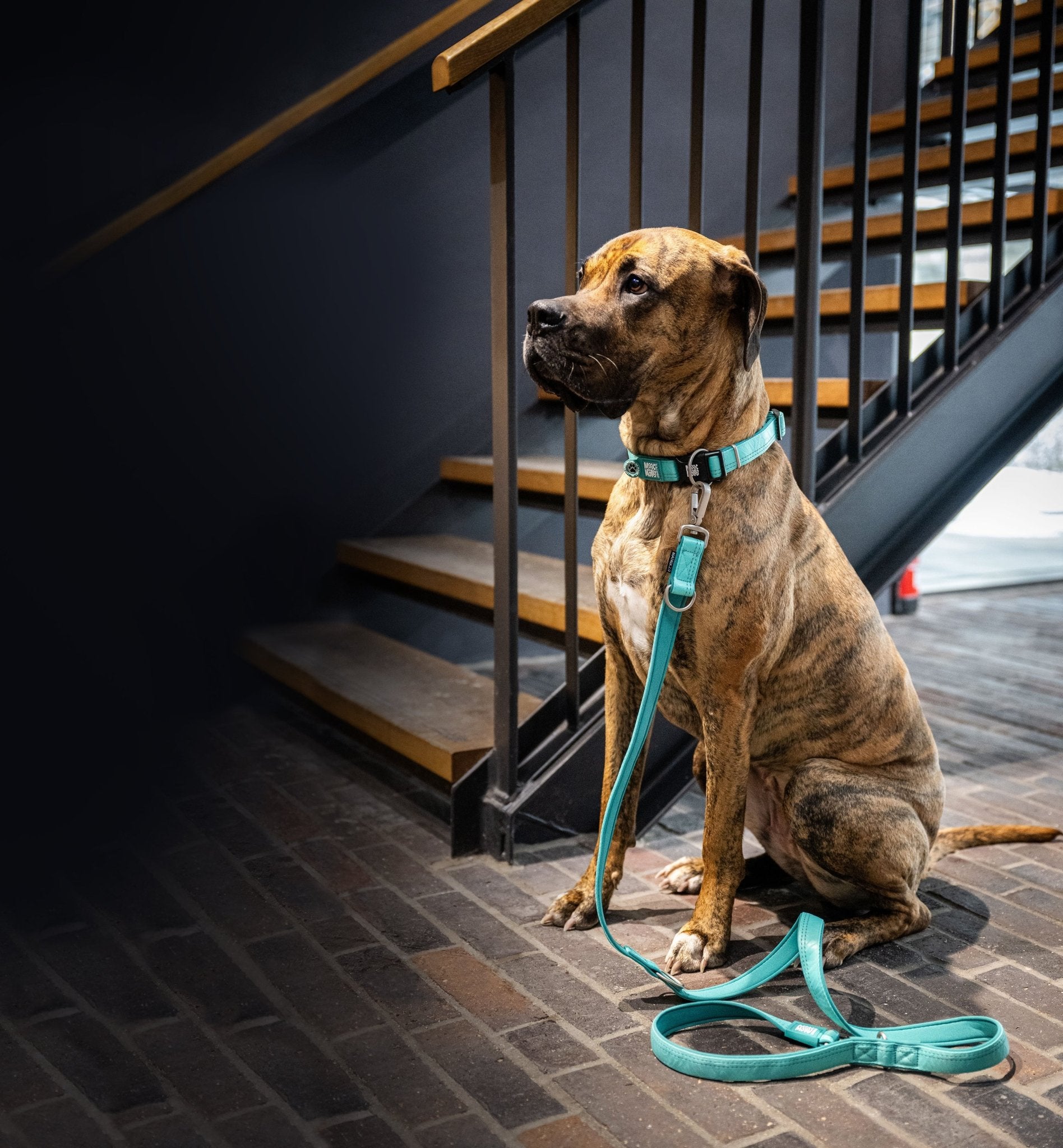 GOTCHA! Smart ID Collar - Matrix 2.0 Turquoise