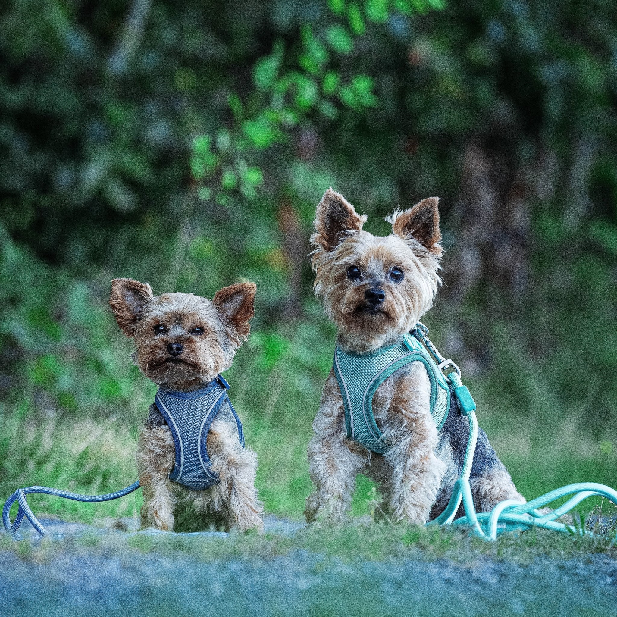 Air Vest Hunde Geschirr - Matrix 2.0 Turquoise