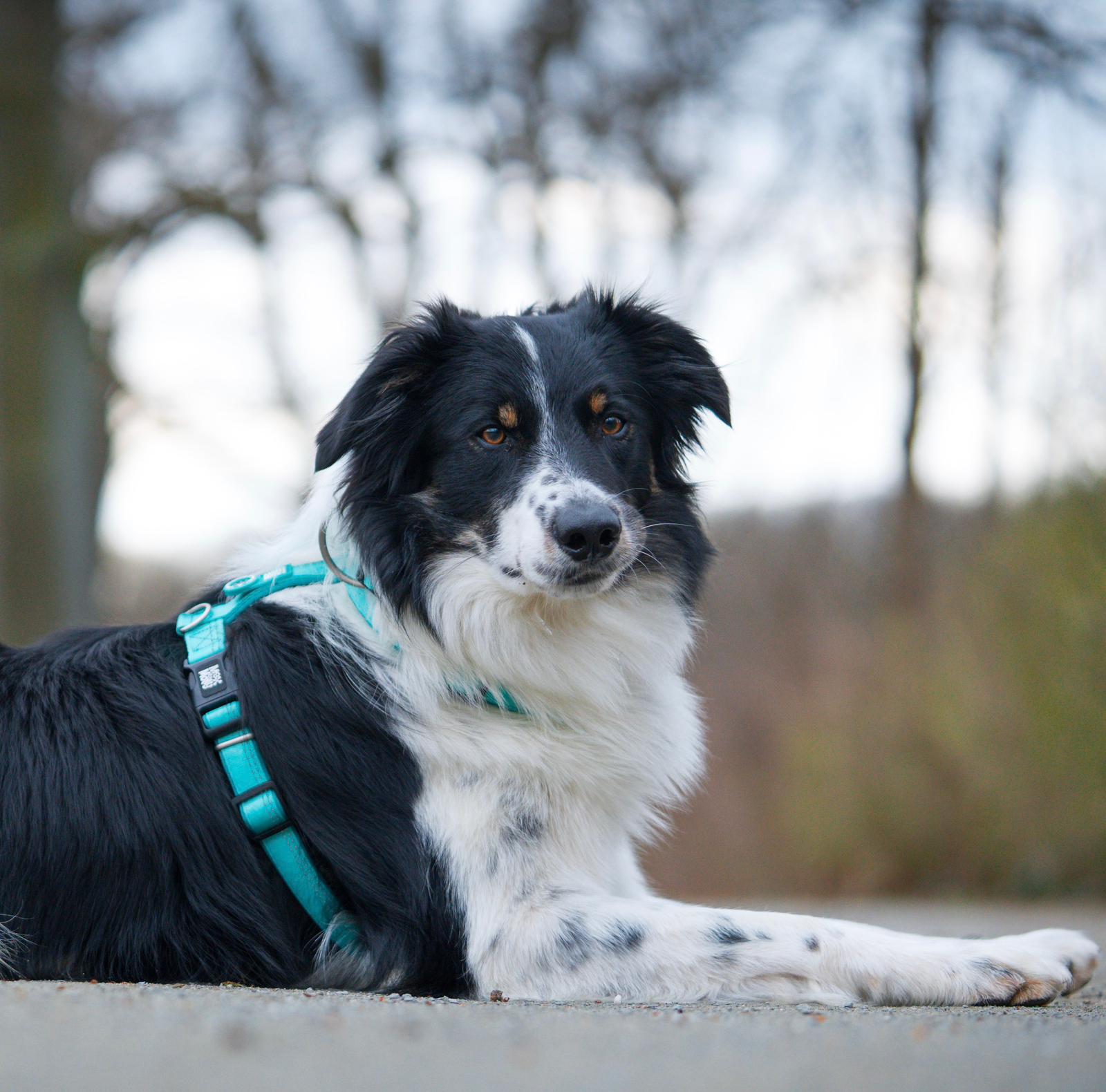 GOTCHA! Smart ID Comfort H-Harness - Matrix 2.0 Turquoise