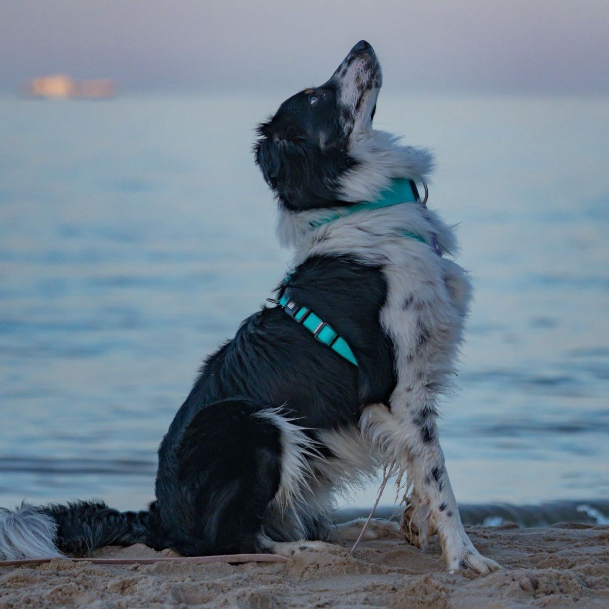 GOTCHA! Smart ID Comfort H-Harness - Matrix 2.0 Turquoise