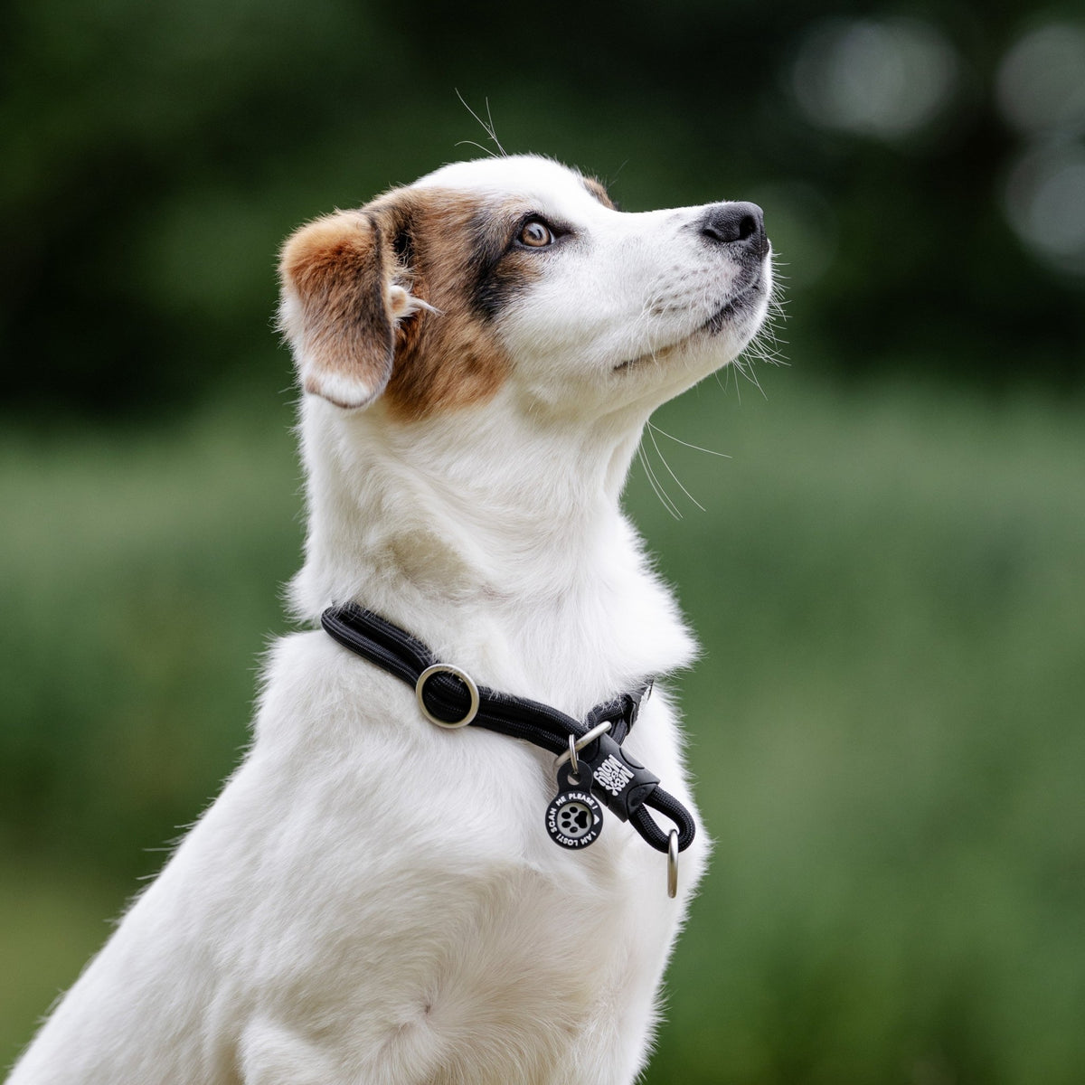 Gotcha! Smart ID Martingale Collar - Matrix 2.0 Black