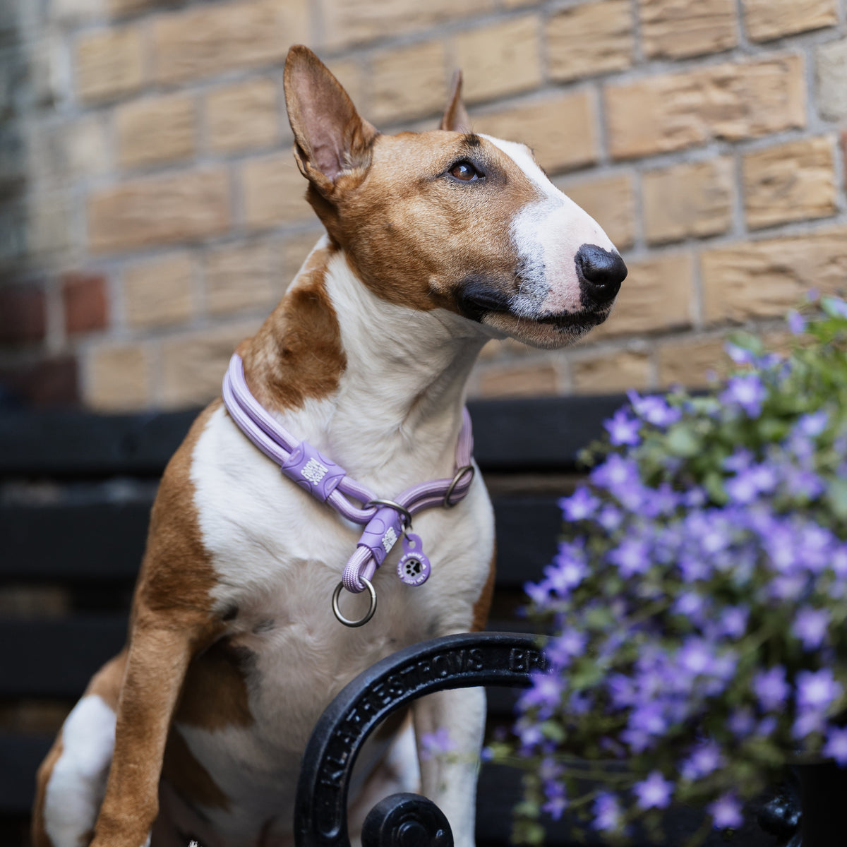 Gotcha! Smart ID Martingale Collar - Matrix 2.0 Lavender