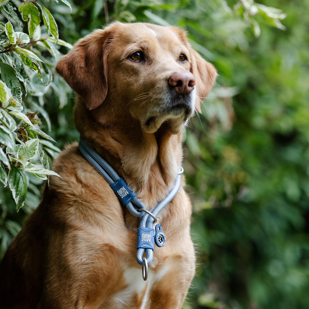 Gotcha! Smart ID Martingale Collar - Matrix 2.0 Ocean
