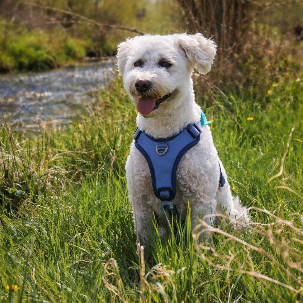 GOTCHA! Smart ID Sport Harness - Matrix 2.0 Ocean