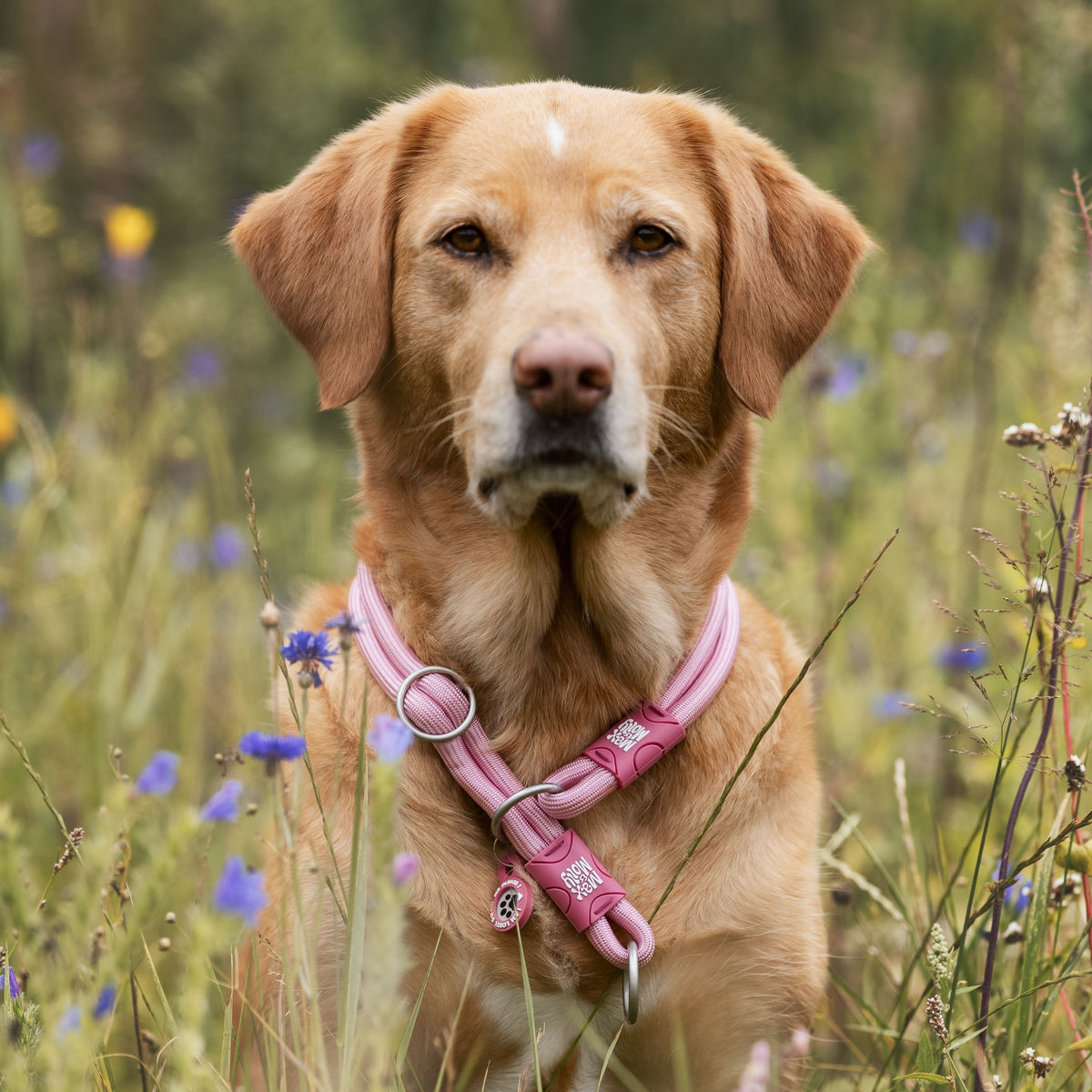 Gotcha! Smart ID Martingale Collar - Matrix 2.0 Rose