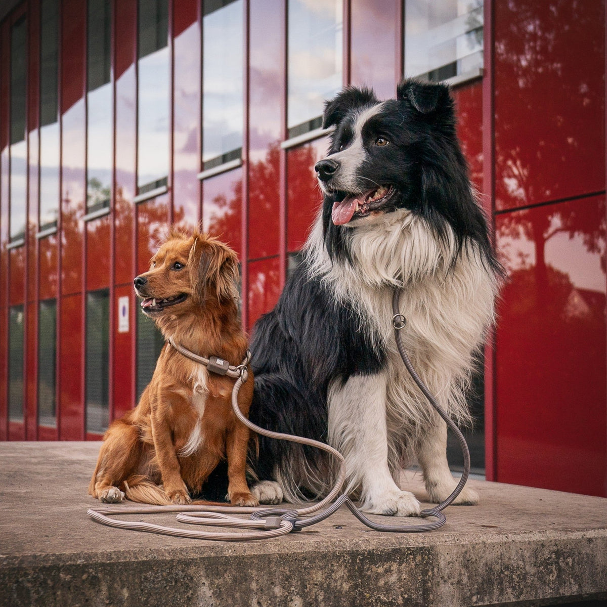 Retriever Rope Leash - Matrix 2.0 Stone