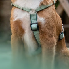Hund trägt ein grünes Max & Molly Comfort H-Harness mit weicher Polsterung im Garten
