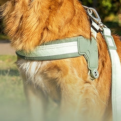 Hund trägt ein grünes Max & Molly Q-Fit Hundegeschirr beim Spaziergang im Park