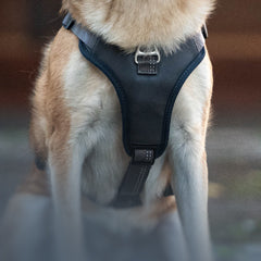 Hund sitzt und trägt ein schwarzes Max & Molly Sportgeschirr mit ergonomischem Sitz