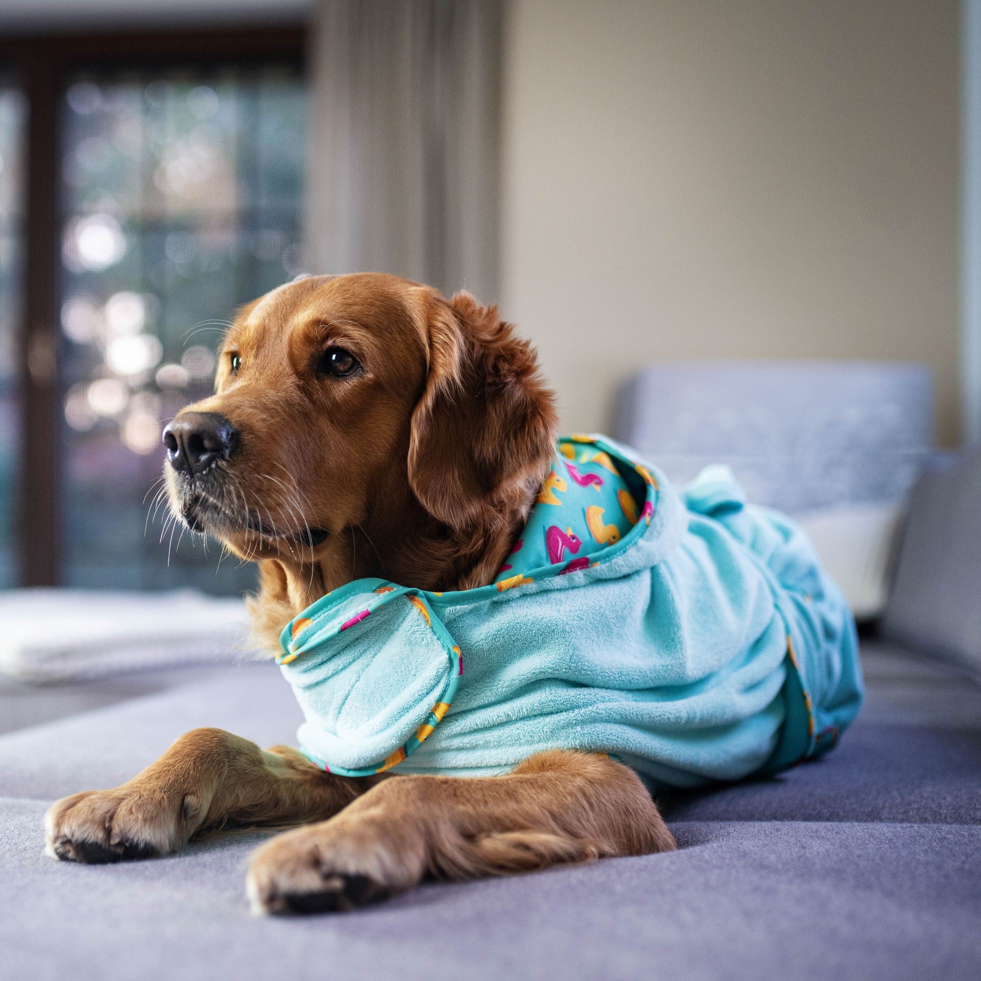 Hundebademantel - ORIGINAL Ducklings