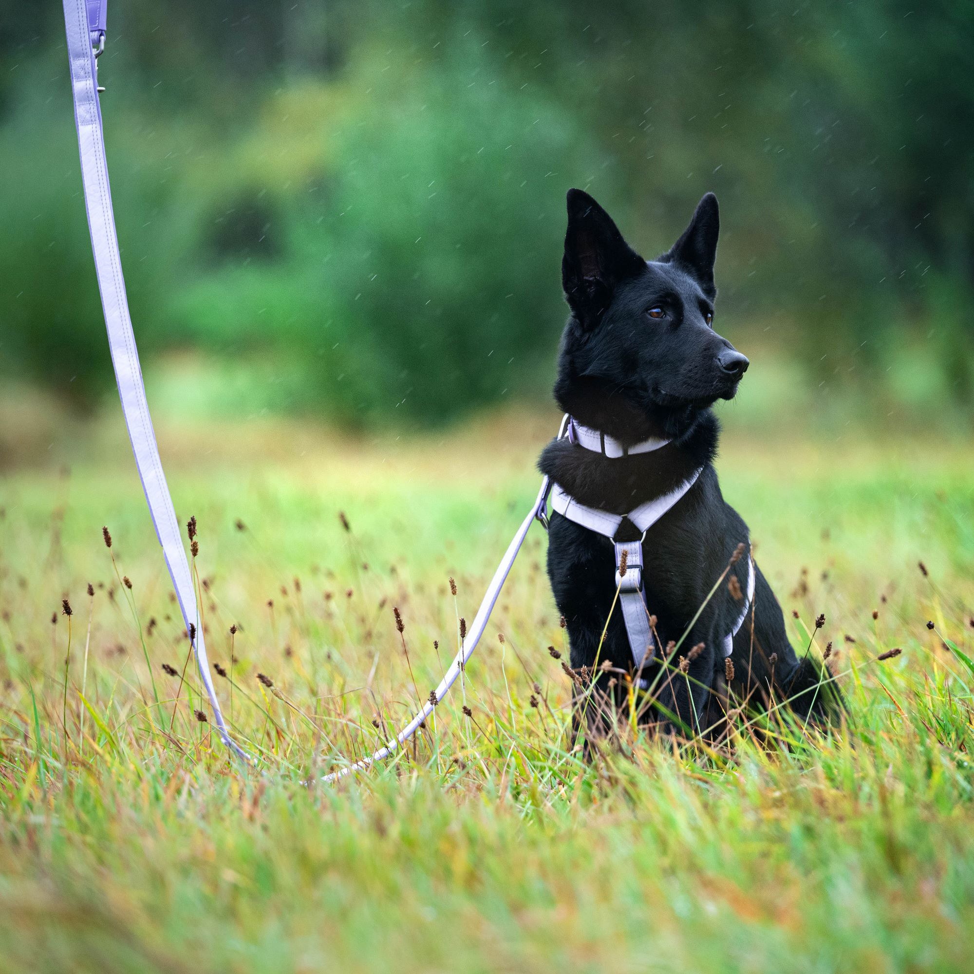 Multifunctional Leash - Matrix 2.0 Lavender