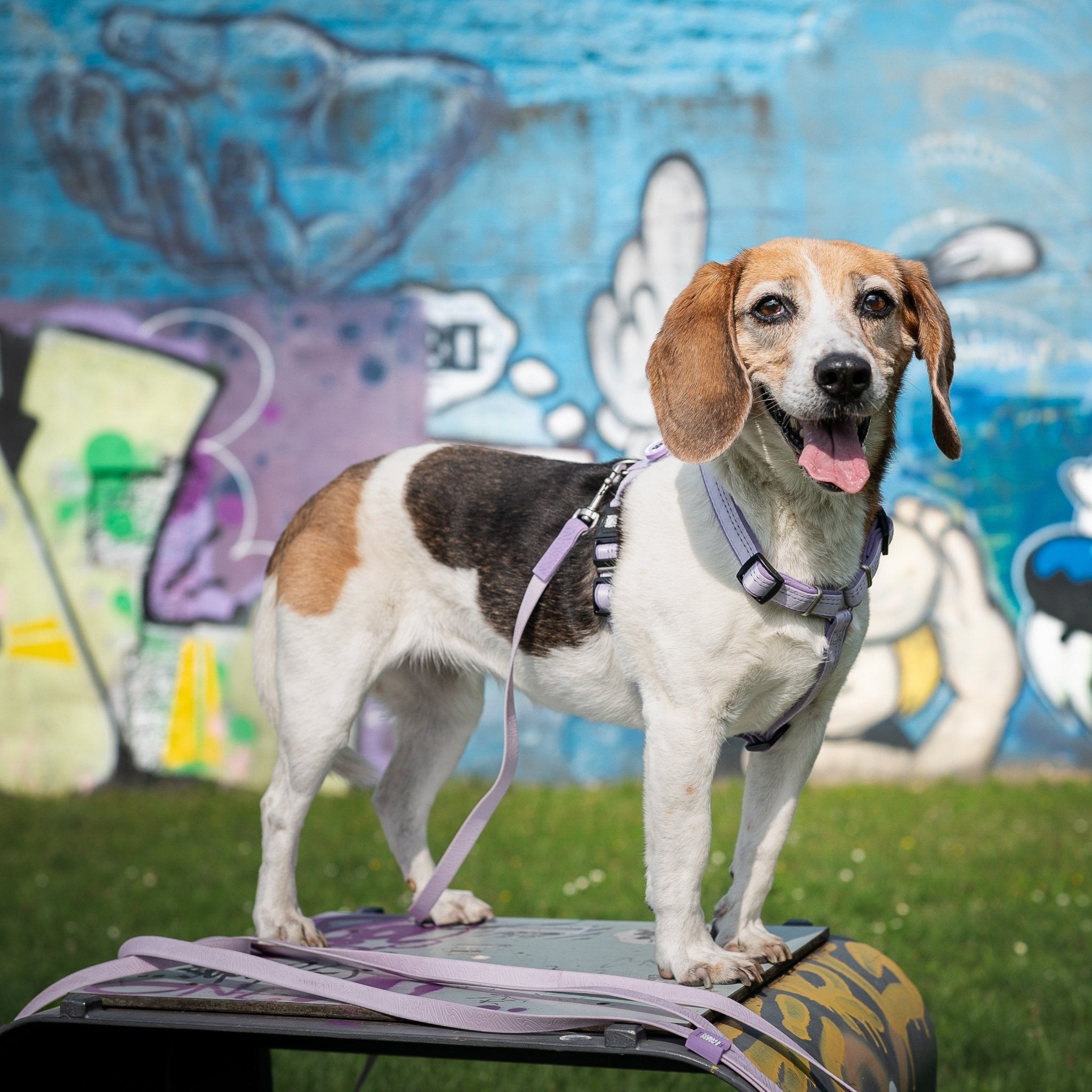 Tracking Leash - Matrix 2.0 Lavender