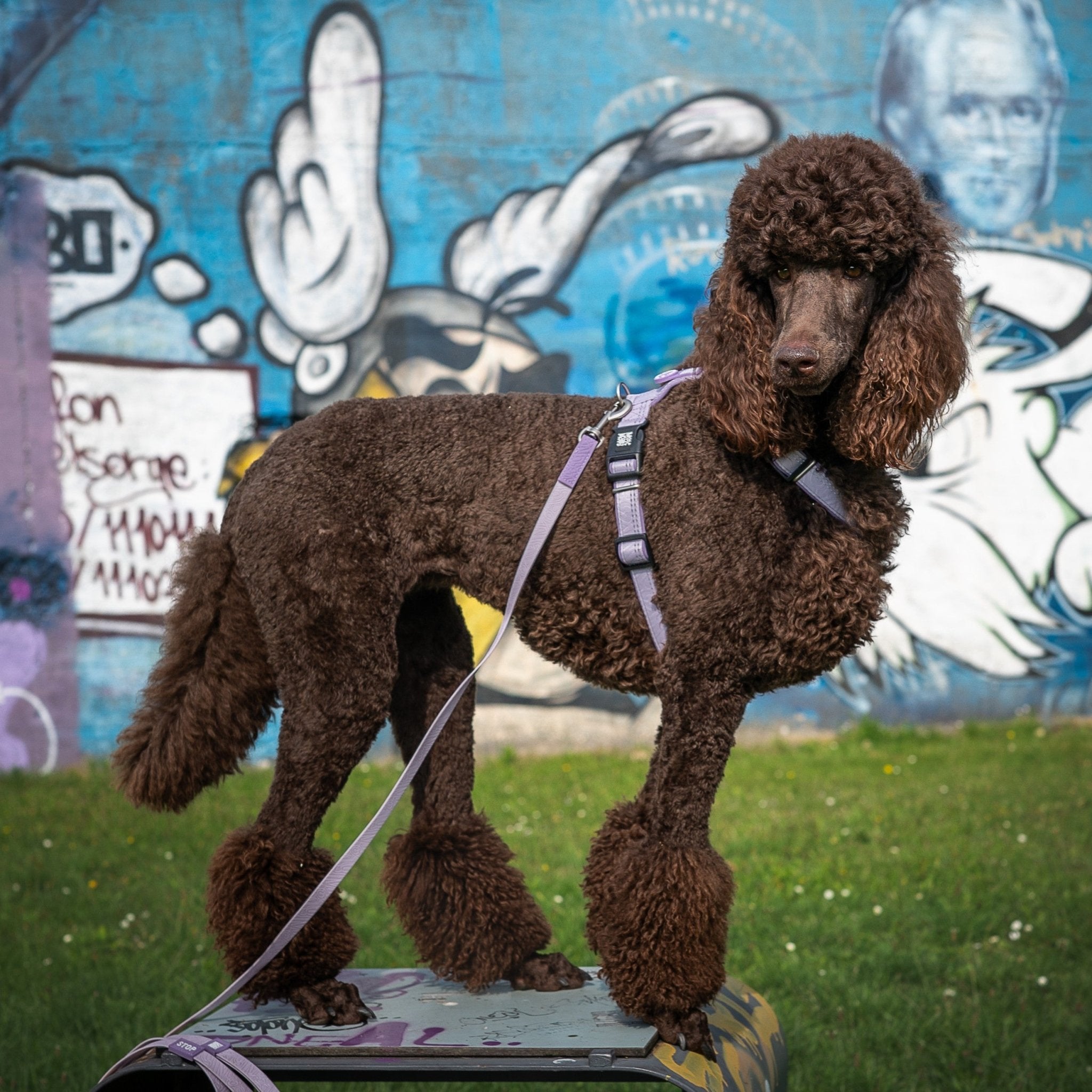 Tracking Leash - Matrix 2.0 Lavender