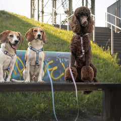 Schleppleine mit Handschlaufe - Matrix 2.0 Ocean