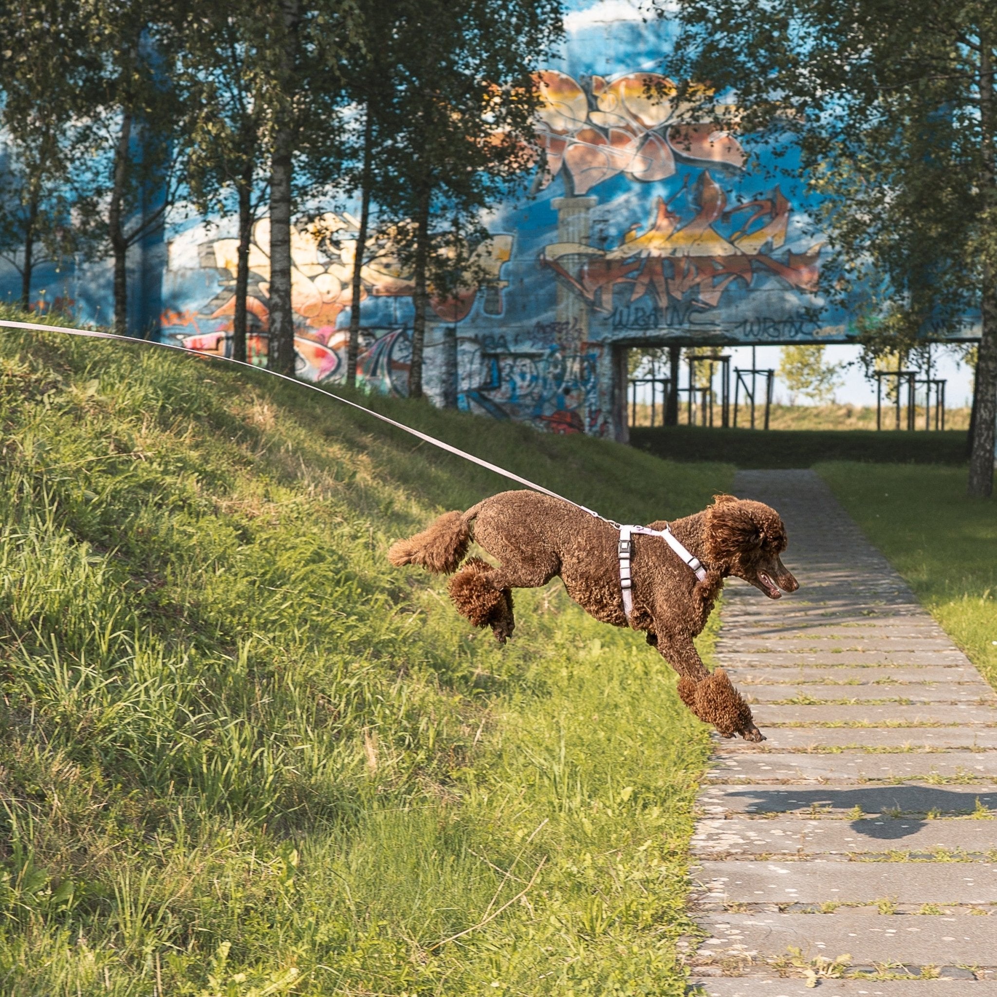 Tracking Leash - Matrix 2.0 Lavender