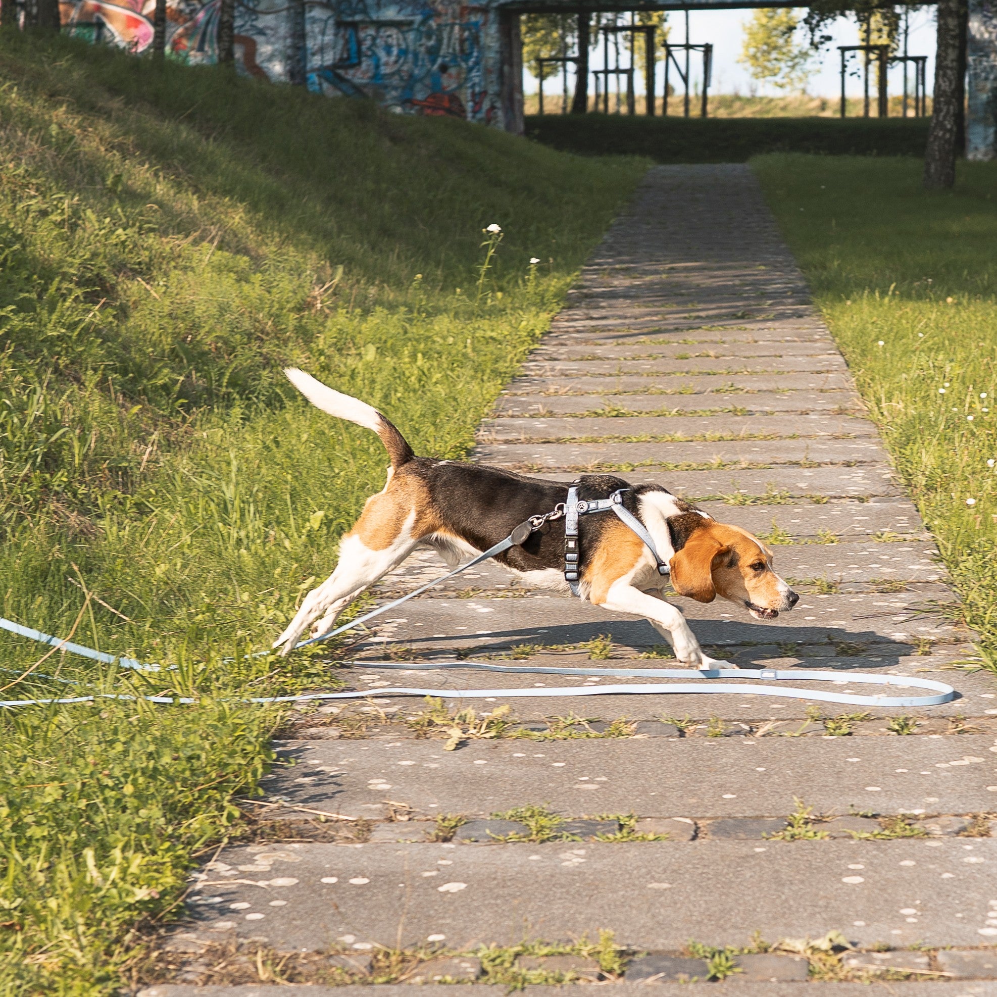 Tracking Leash - Matrix 2.0 Ocean