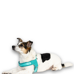 GOTCHA! Smart ID Q-Fit Harness - Matrix 2.0 Turquoise