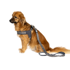 GOTCHA! Smart ID Q-Fit Harness - Matrix 2.0 Stone