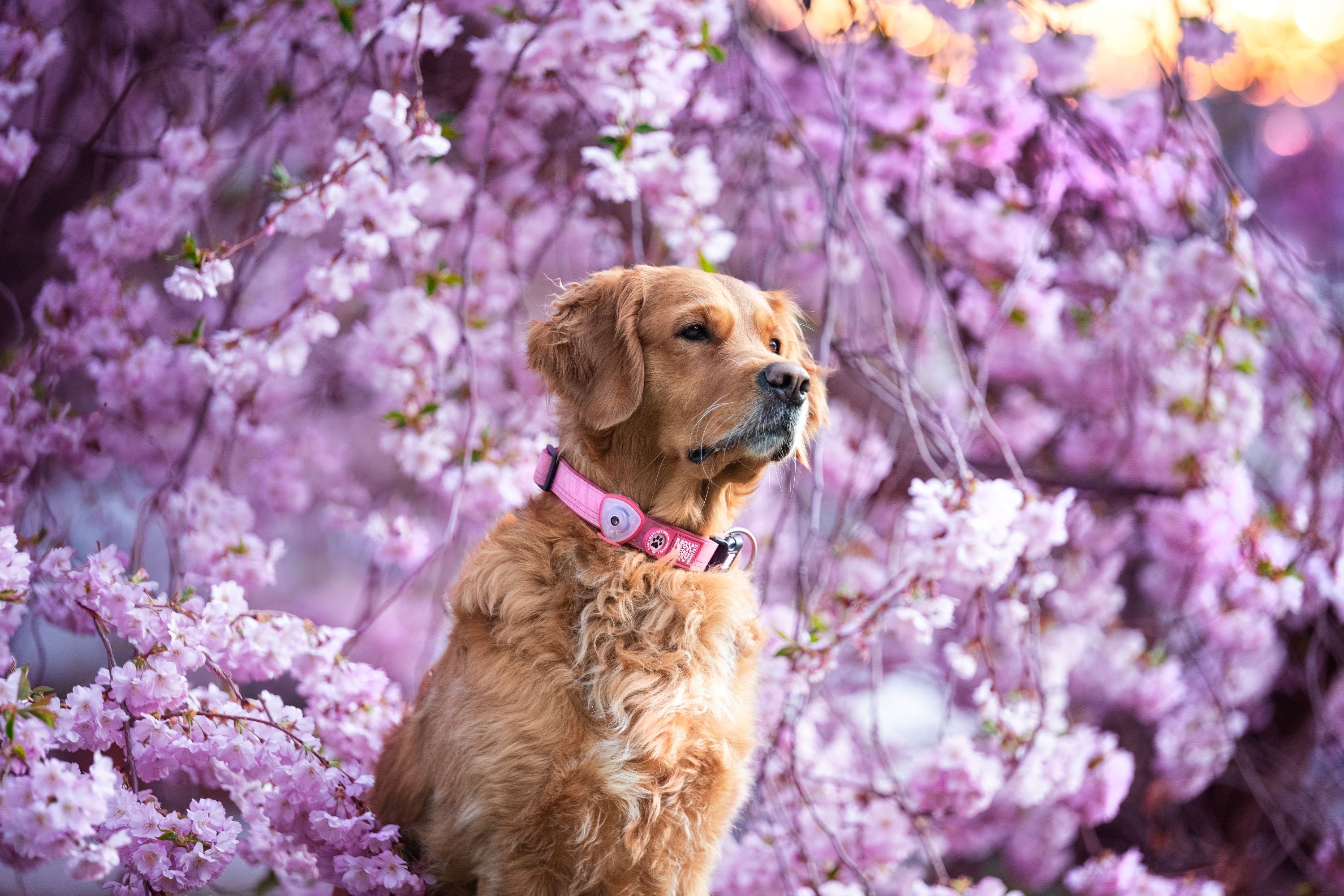 Max & Molly Urban Pets – Premium Accessories for Dogs & Cats