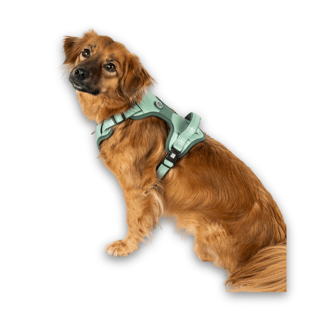 GOTCHA! Smart ID Comfort H-Harness - Matrix 2.0 Jade