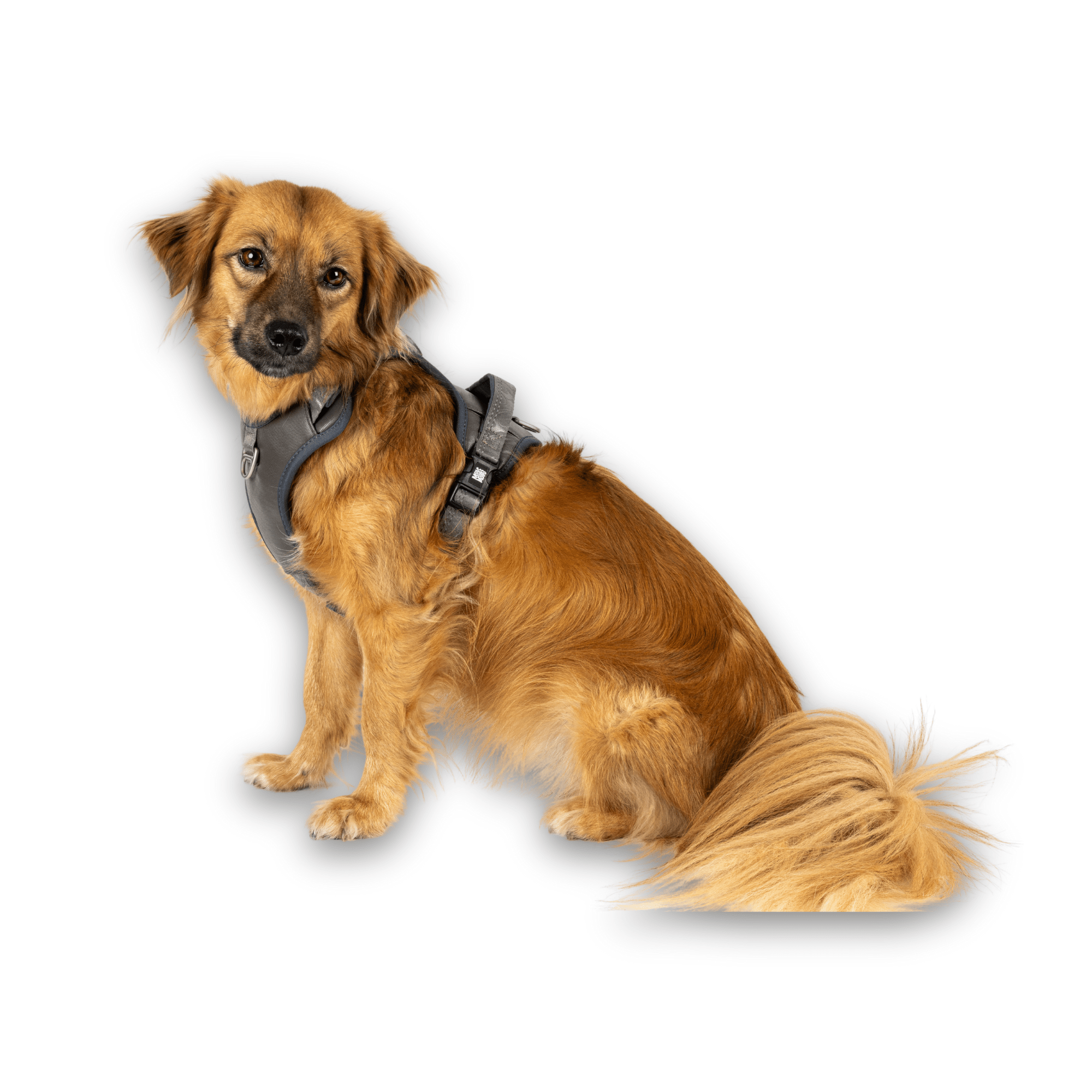 GOTCHA! Smart ID Sport Geschirr - Matrix 2.0 Stone