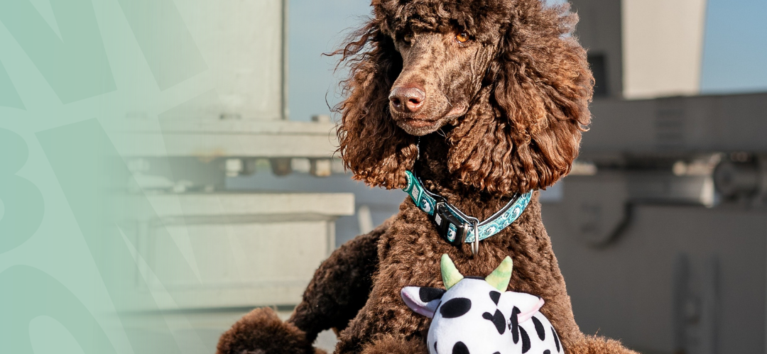 Max Molly Matrix 2.0 Akıllı Künyeli Q-Fit Köpek Göğüs Tasması Turkuaz XSmal Max Molly Matrix 2.0 Akıllı Künyeli Q-Fit Köpek Göğüs Tasması Turkuaz XSmal