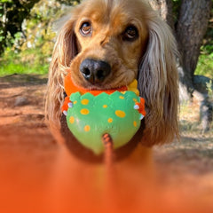 Max & Molly Urban Pets