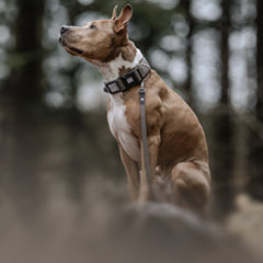 Max & Molly Urban Pets