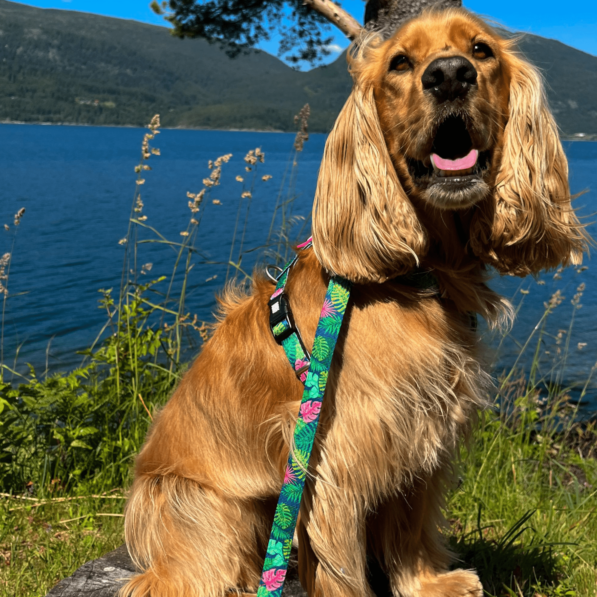 Multi Function Leash - Tropical