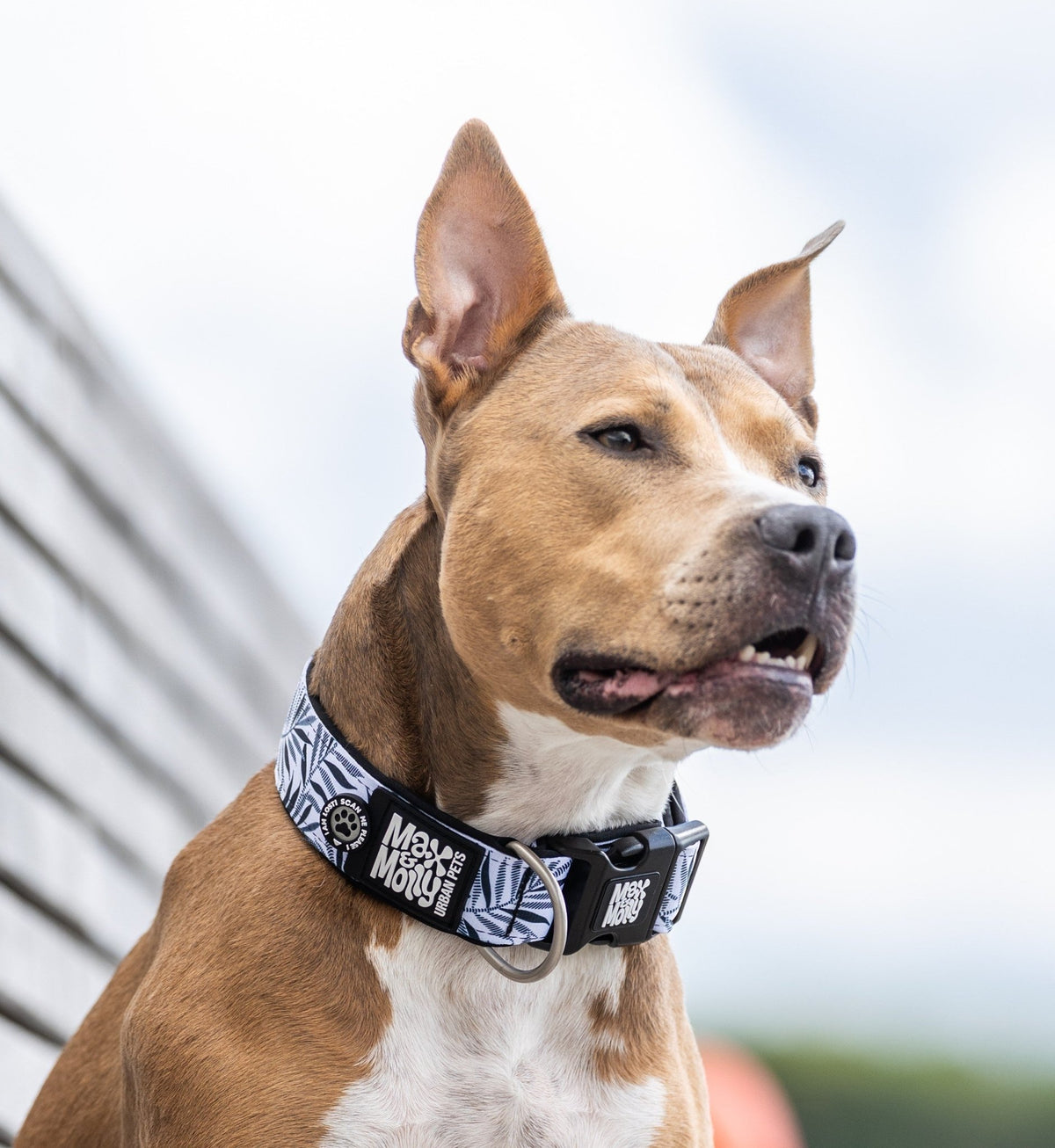 Gotcha! Smart ID Breites Hunde Halsband - Garden