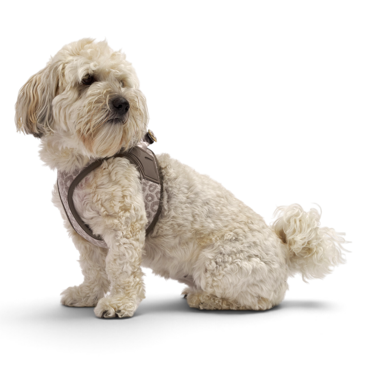 Air Vest Dog Harness - Leo Beige