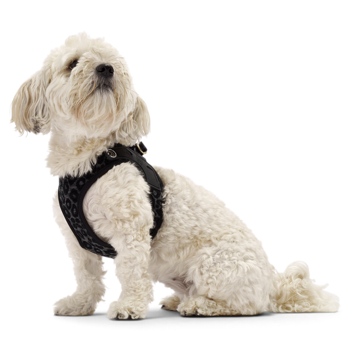 Air Vest Dog Harness - Leo Black