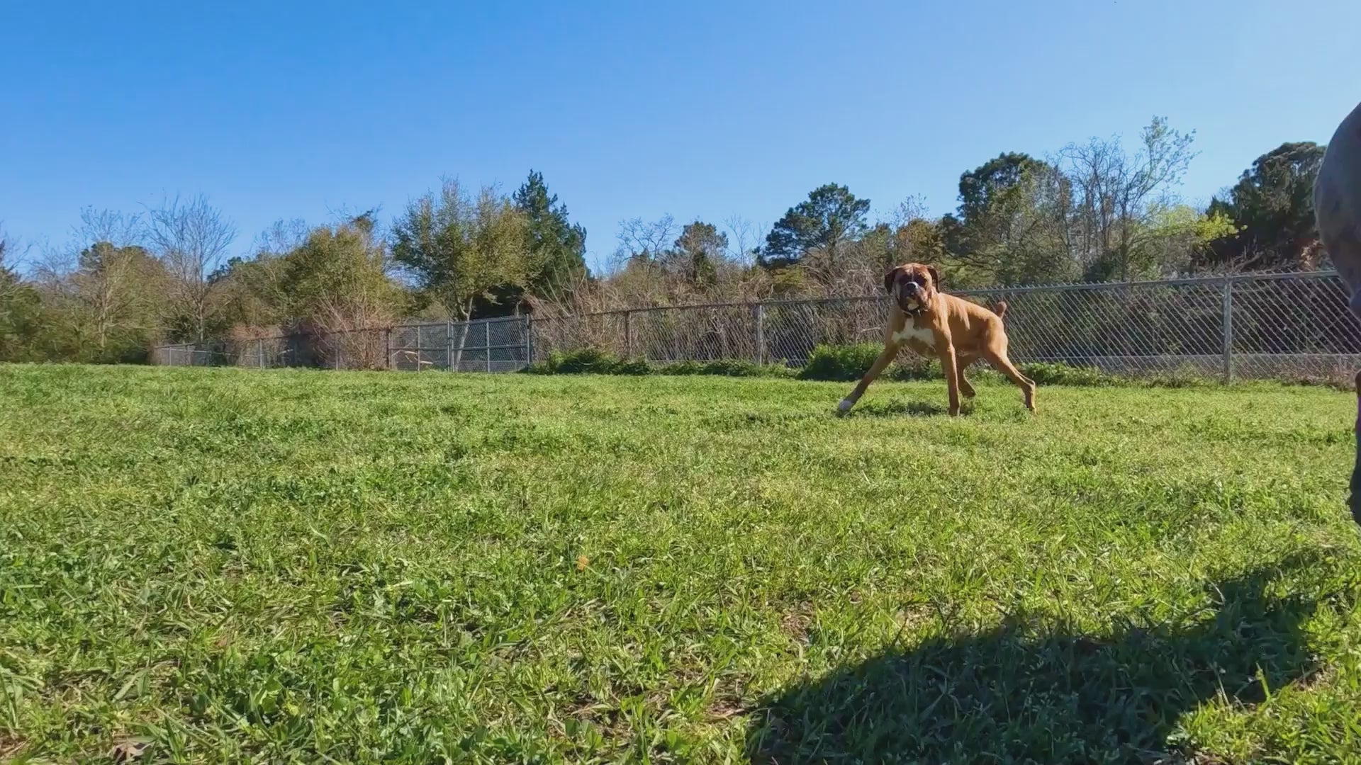 Soundshield - 24/7 Ultrasonic Technology Against Ticks & Fleas - Jade