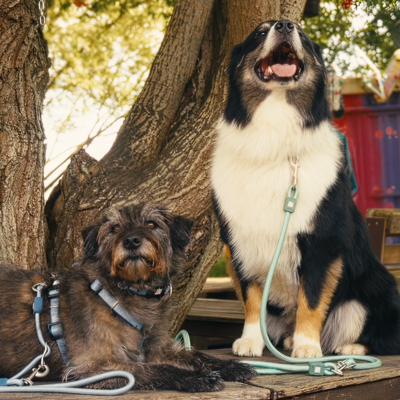 Tauleine / Ropeleash Max&Molly