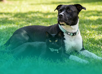 Max & Molly Urban Pets