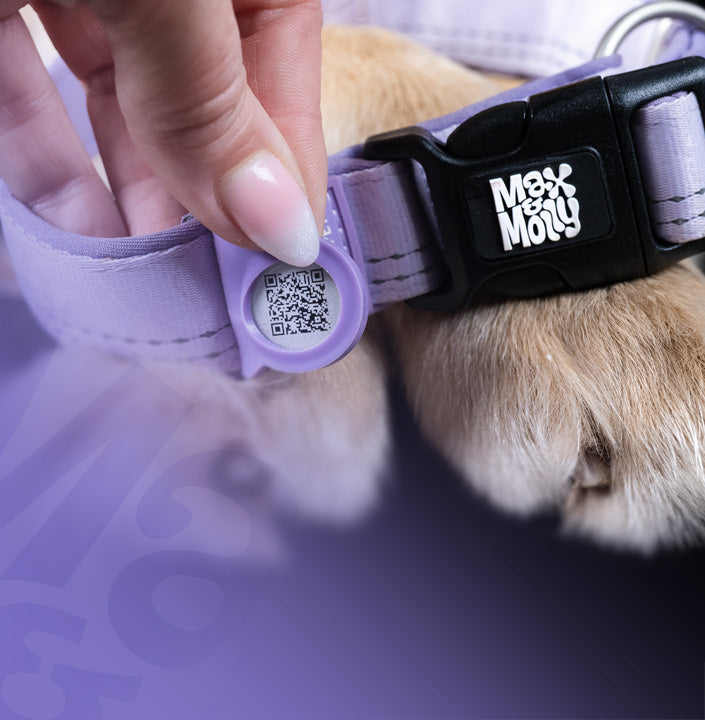 Gotcha! Smart ID Cat Collar - Comic – Max & Molly Urban Pets