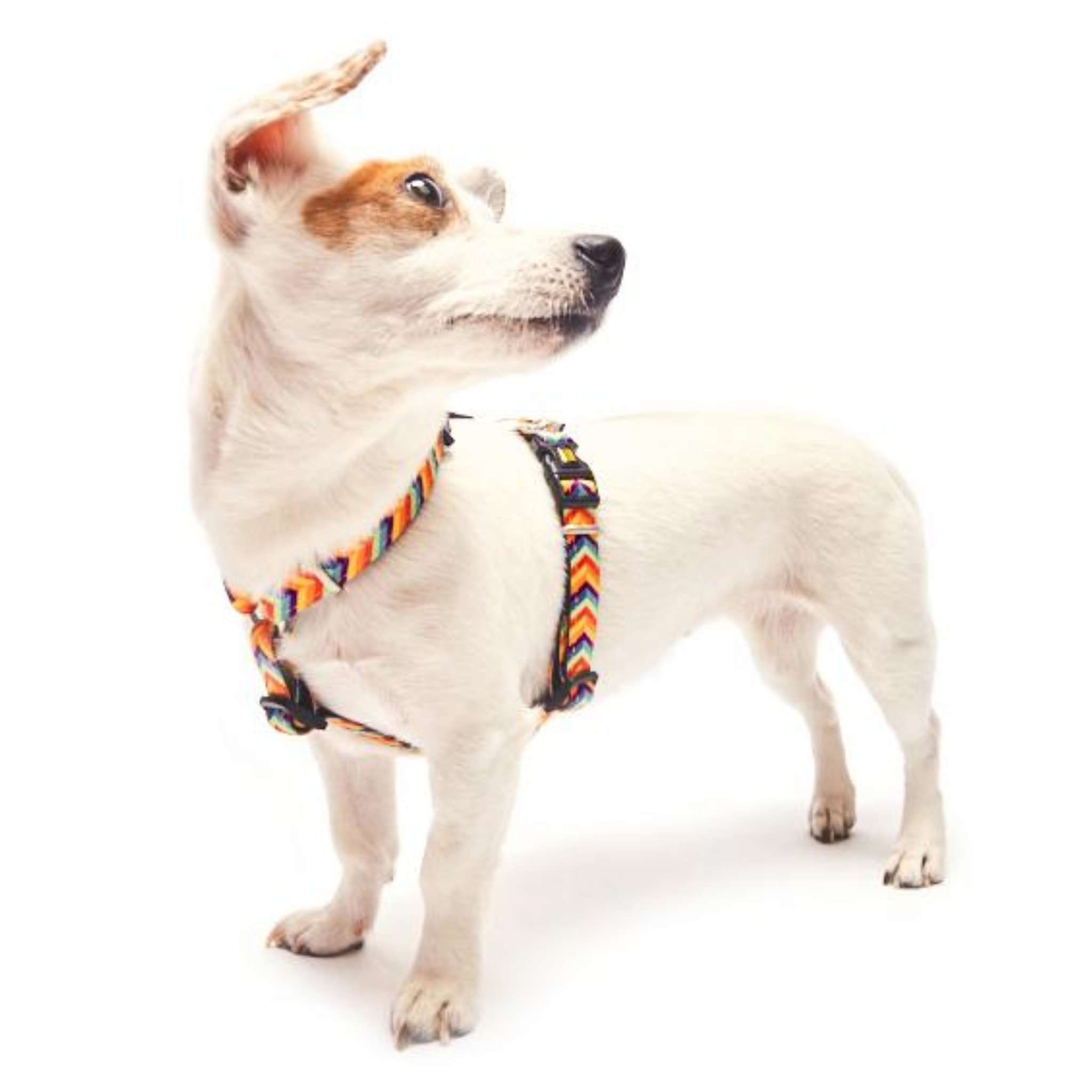 H Harness Summertime