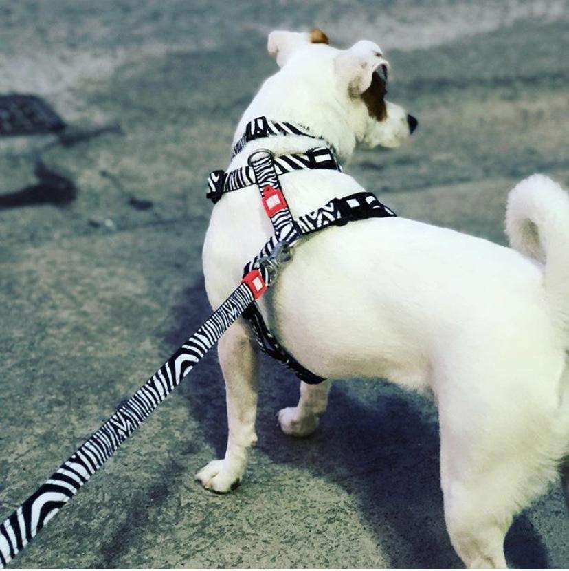 Multi dog tie out outlet