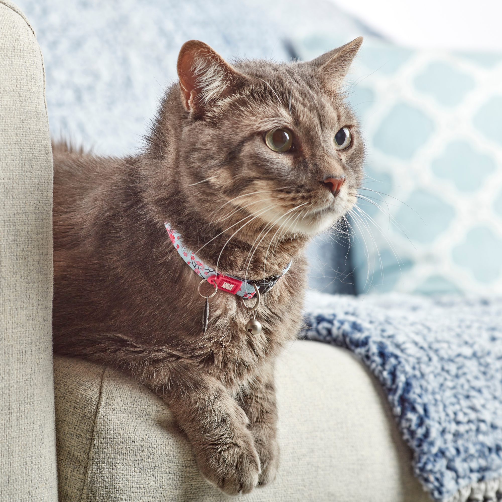 Smart ID Cat Collar - Cherry Bloom