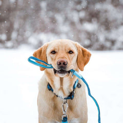 Smart ID Collar - Matrix Sky Blue