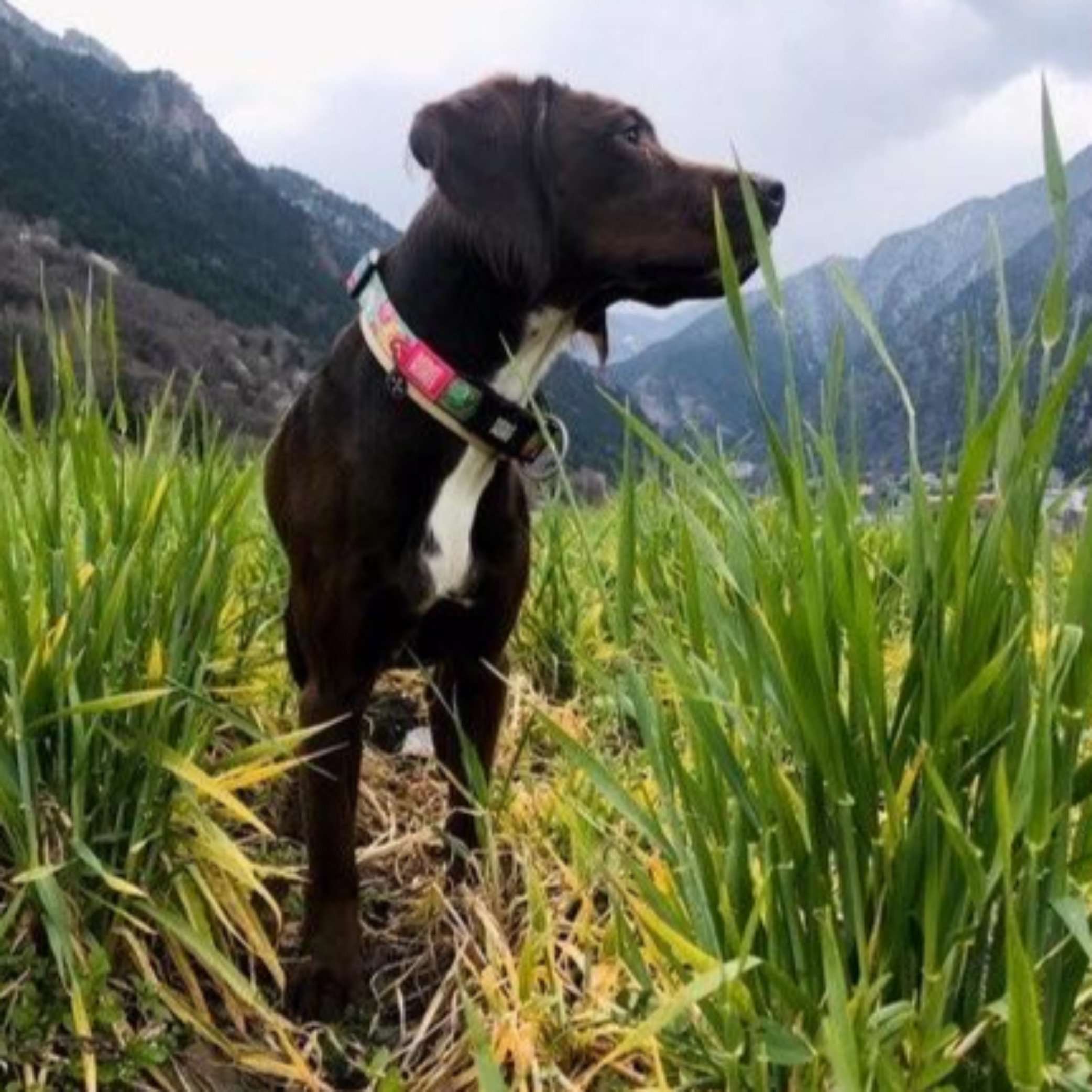 GOTCHA! Smart ID Halsband  - Donuts