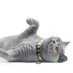 Smart ID Cat Collar - Kiwi
