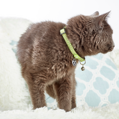 Smart ID Cat Collar - Kiwi
