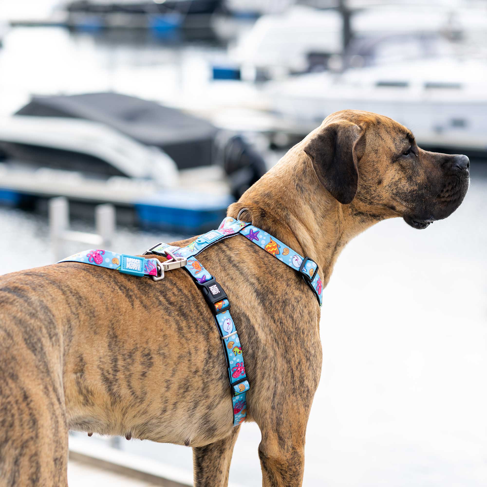 H shop harness dog