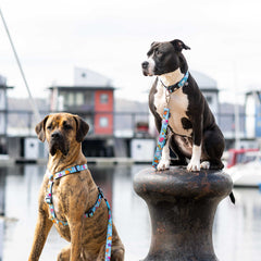 GOTCHA! Smart ID Collar - Blue Ocean