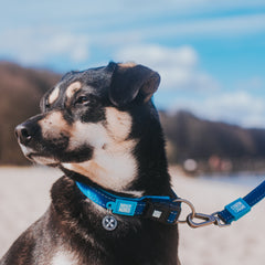 Smart ID Collar - Matrix Sky Blue